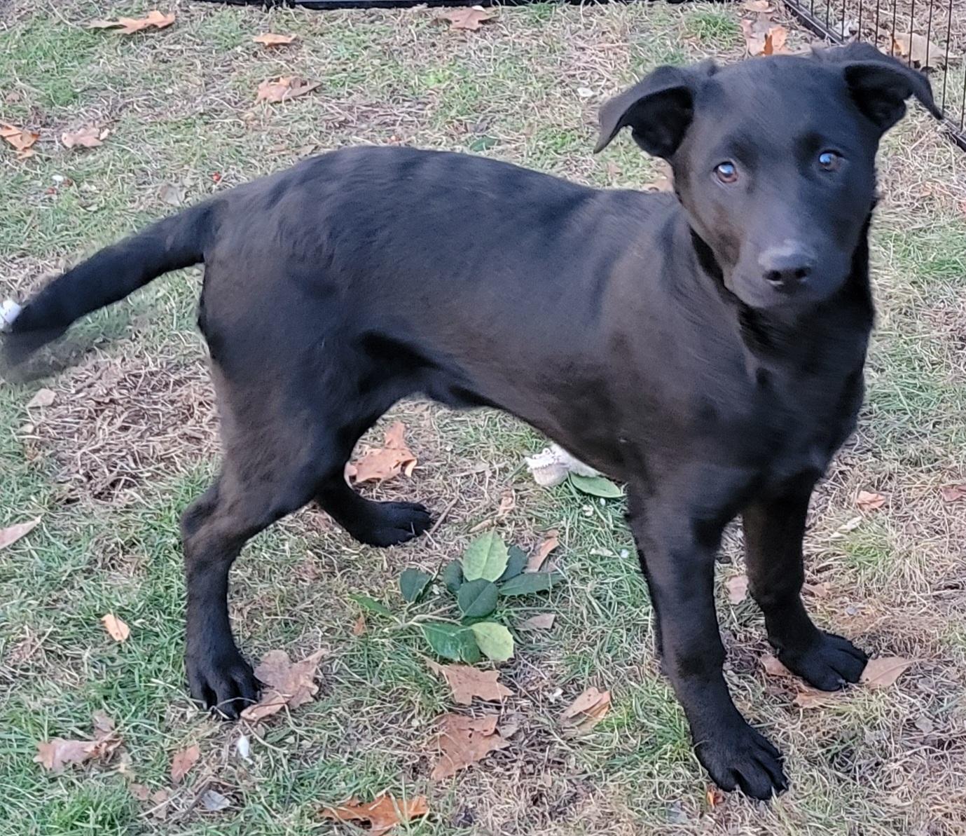 Enlarge Coal , a ADOPTABLE mixed breed in Elwood, NJ image 5/5
