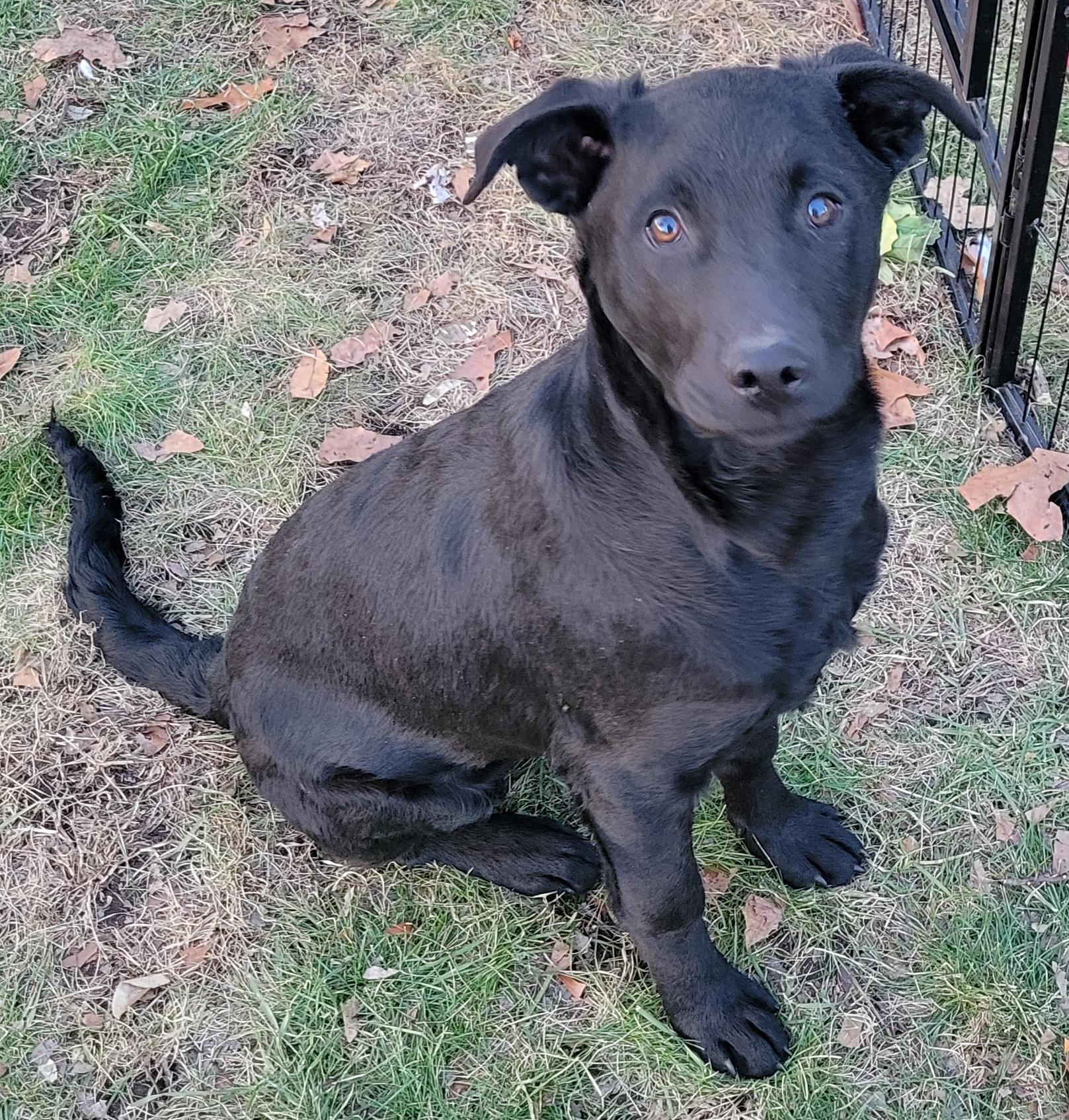 Enlarge Coal , a ADOPTABLE mixed breed in Elwood, NJ image 2/5