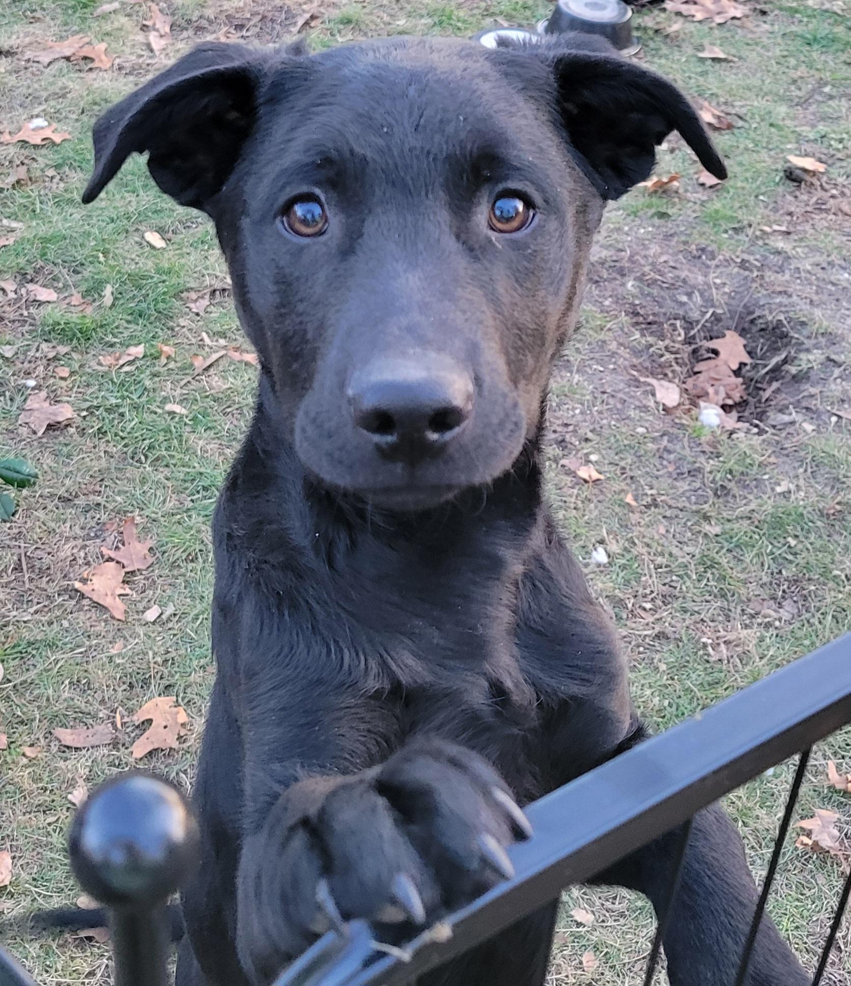 Enlarge Coal , a ADOPTABLE mixed breed in Elwood, NJ image 3/5