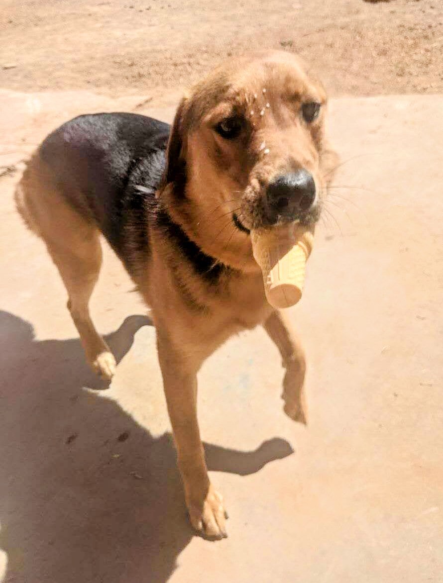 ELLA, a Adoptable mixed breed in Pena Blanca, NM image 1/10