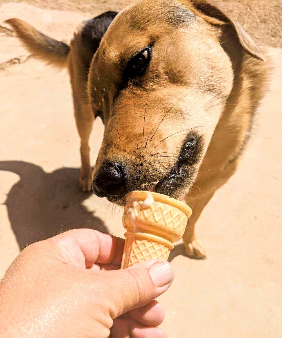 ELLA, a Adoptable mixed breed in Pena Blanca, NM image 3/10
