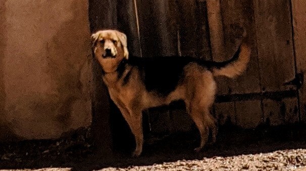 ELLA, a Adoptable mixed breed in Pena Blanca, NM image 4/10