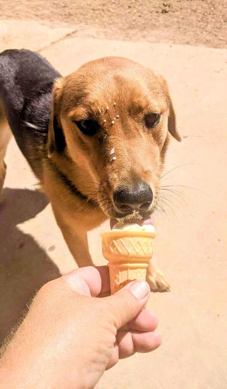 ELLA, a Adoptable mixed breed in Pena Blanca, NM image 5/10