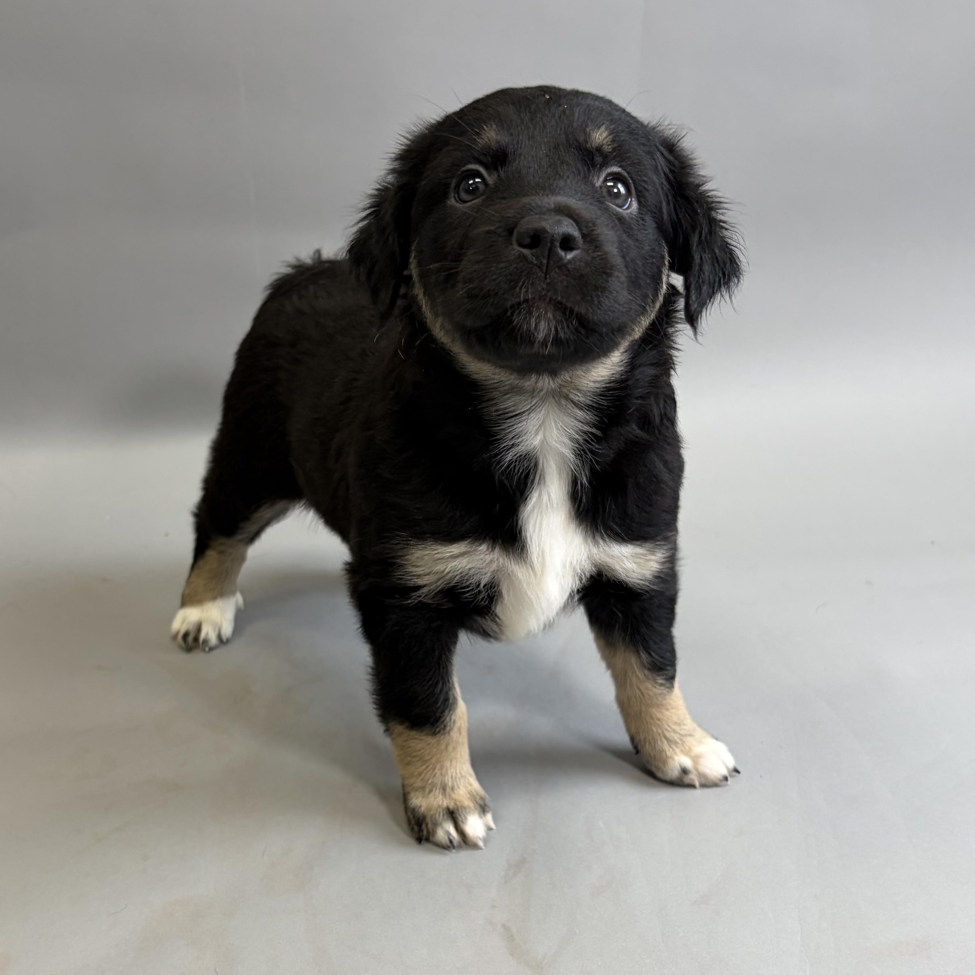Lauren, ADOPTABLE, Puppy Female Australian Kelpie.
