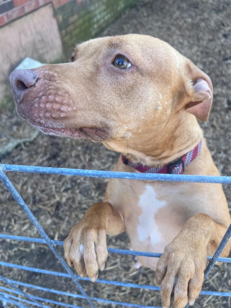 Enlarge Sweet Pea, a Adoptable mixed breed in Thomasville, AL image 2/2