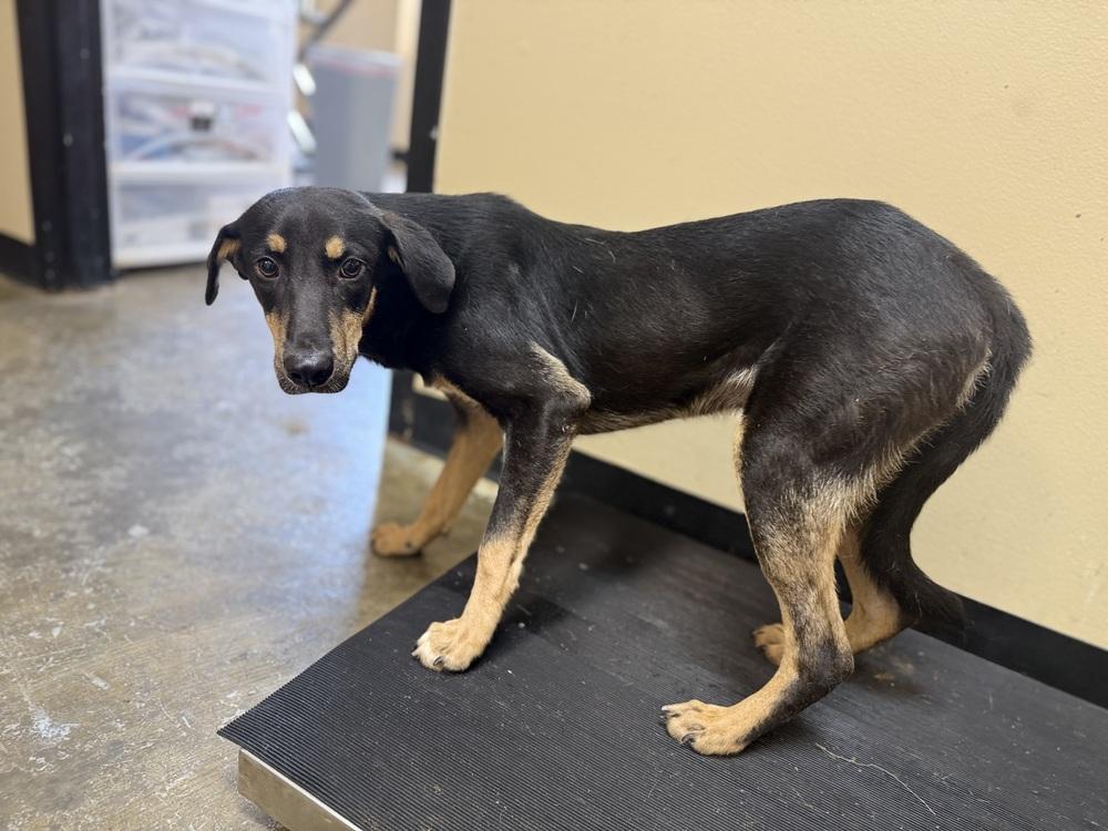 Wayne 25D-236, Adoptable, Young Male Hound.