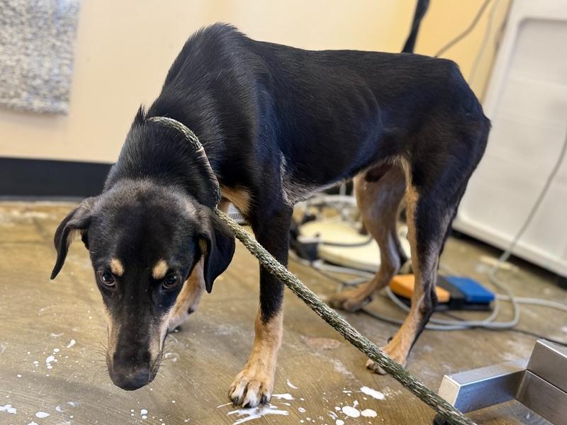 Enlarge Wayne 25D-236, a Adoptable mixed breed in Corinth, MS image 2/2