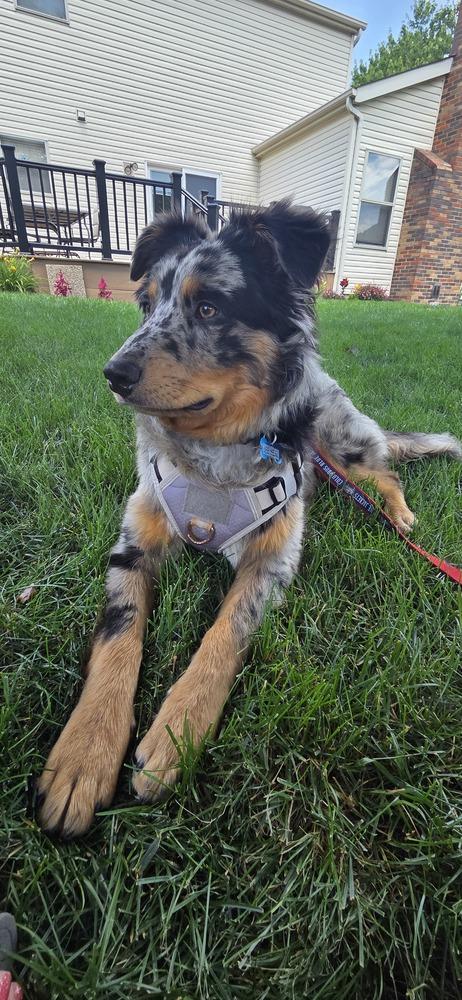 Astro, a Adoptable Australian Shepherd in New Albany, OH image 1/4