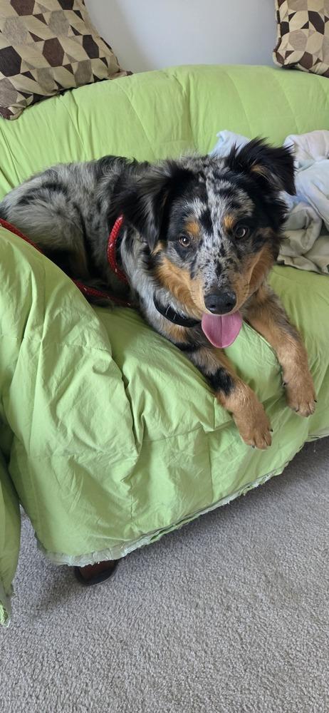 Astro, a Adoptable Australian Shepherd in New Albany, OH image 2/4