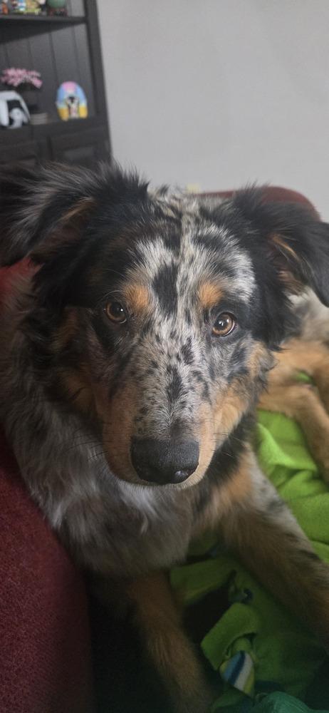 Astro, a Adoptable Australian Shepherd in New Albany, OH image 3/4