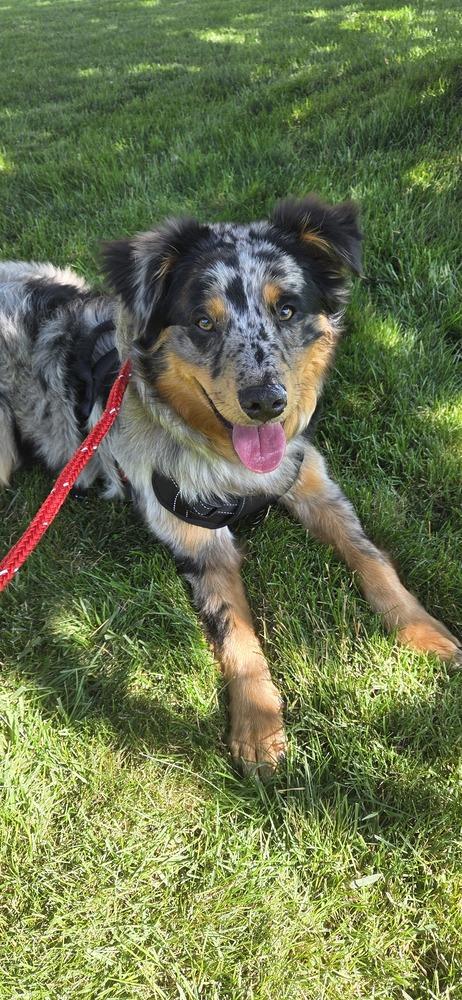 Astro, a Adoptable Australian Shepherd in New Albany, OH image 4/4