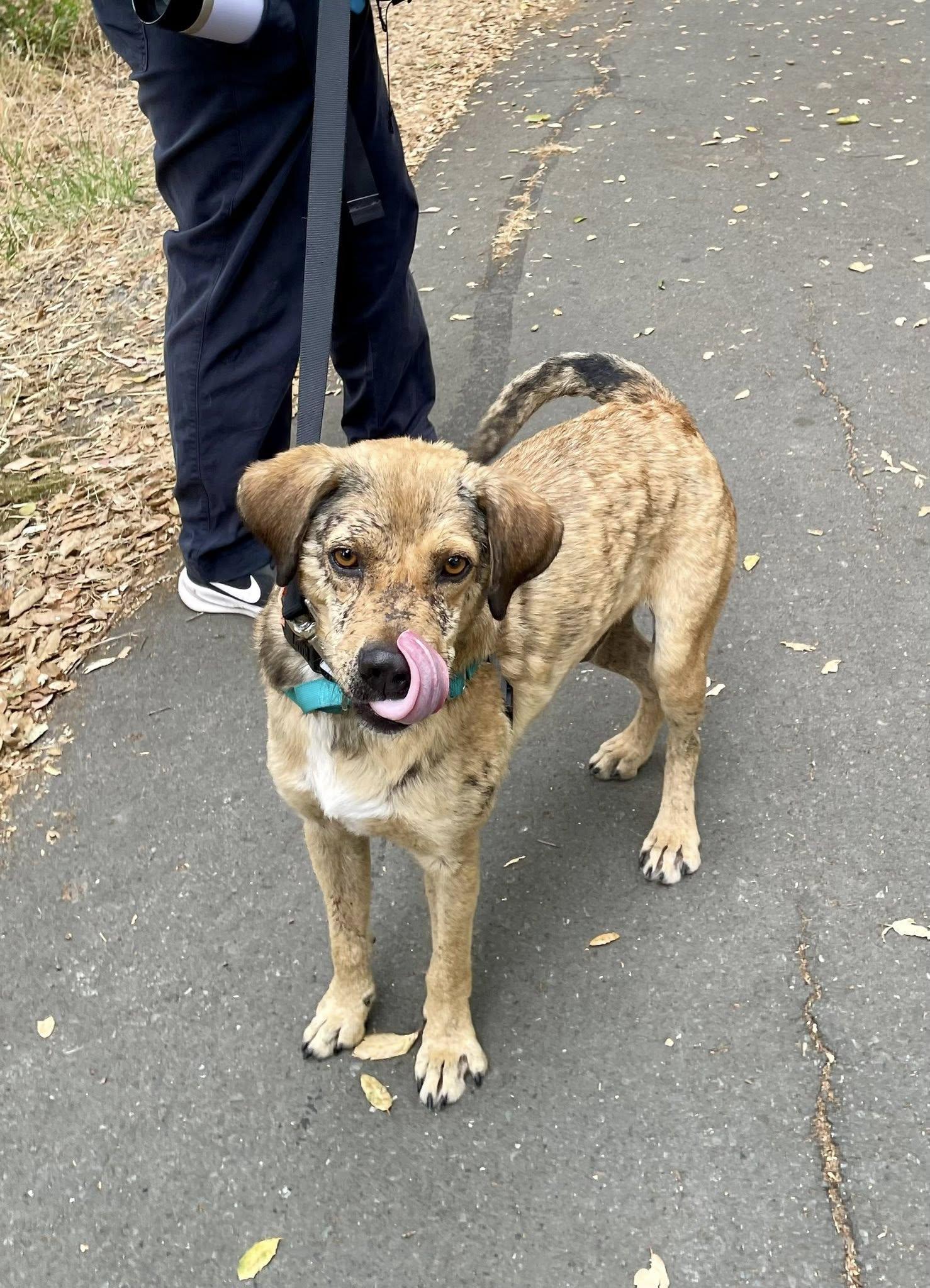 Enlarge Logan, a Adoptable mixed breed in Santa Rosa, CA image 2/6
