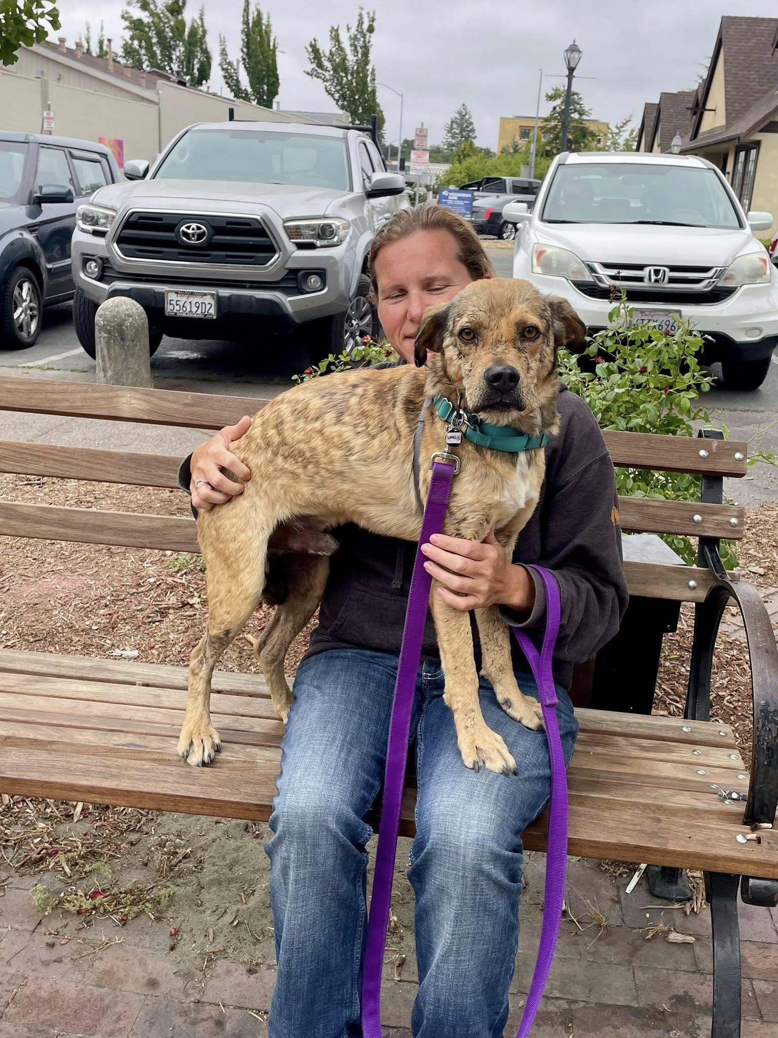 Enlarge Logan, a Adoptable mixed breed in Santa Rosa, CA image 3/6