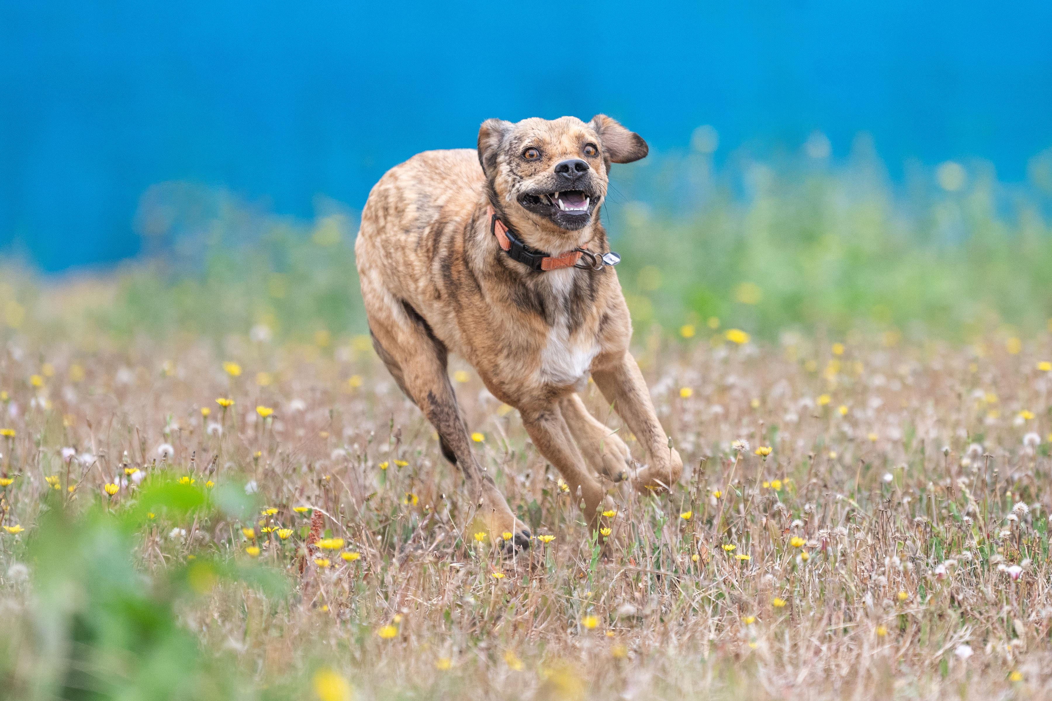 Enlarge Logan, a Adoptable mixed breed in Santa Rosa, CA image 6/6