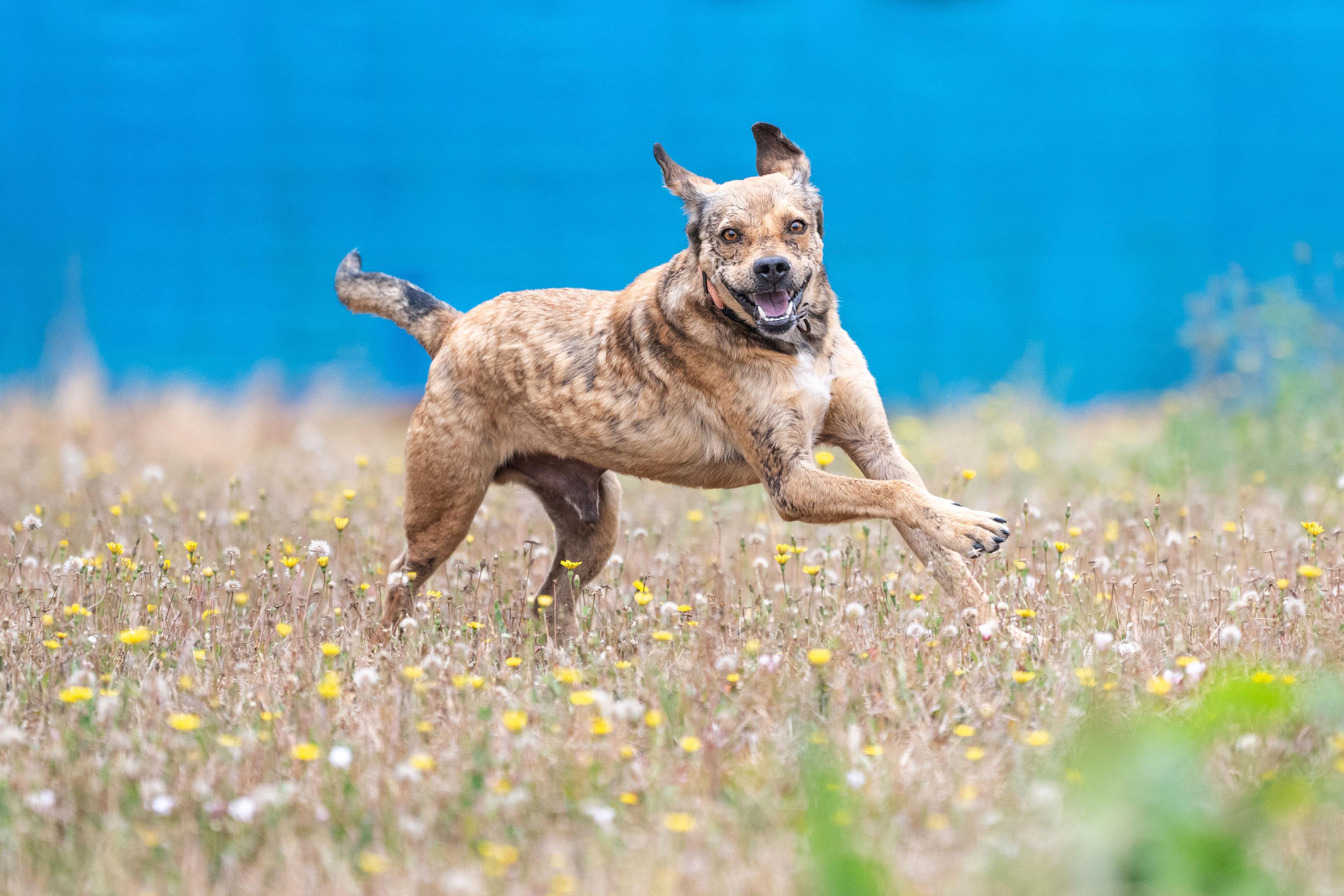 Logan, Adoptable, Adult Male Labrador Retriever.