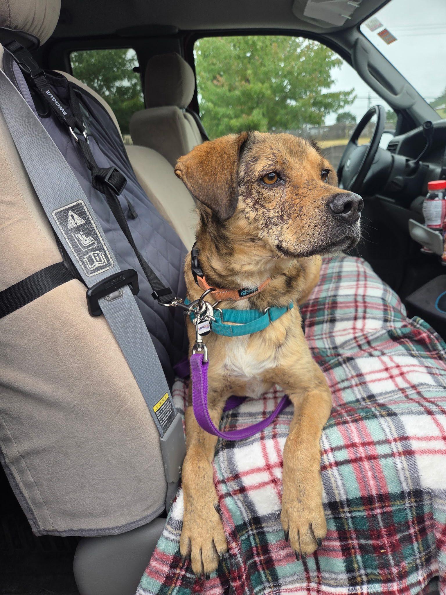Enlarge Logan, a Adoptable mixed breed in Santa Rosa, CA image 5/6