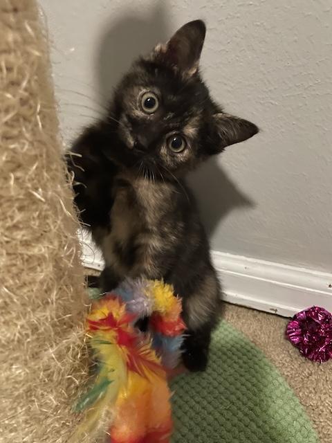 Apple Torte, a Adopted Domestic Short Hair in Denver, CO image 6/6