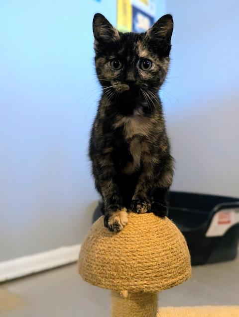 Apple Torte, a Adopted Domestic Short Hair in Denver, CO image 5/6