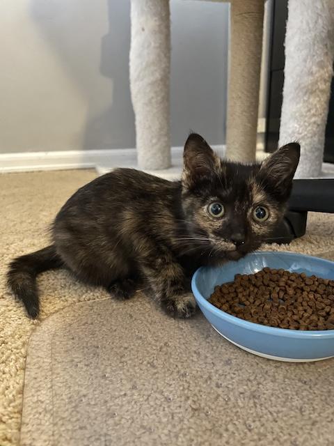 Apple Torte, a Adopted Domestic Short Hair in Denver, CO image 4/6