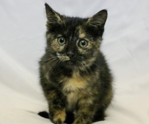 Apple Torte, Adoptable, Kitten Female Domestic Short Hair.