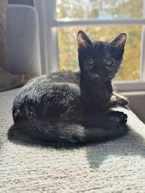 Apple Torte, a Adopted Domestic Short Hair in Denver, CO image 2/6