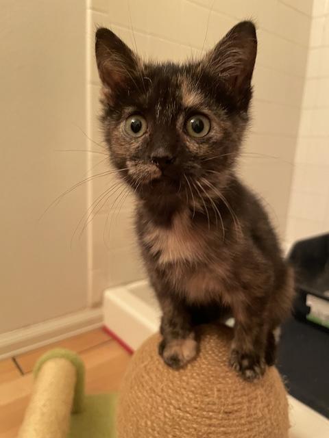 Apple Torte, a Adopted Domestic Short Hair in Denver, CO image 3/6