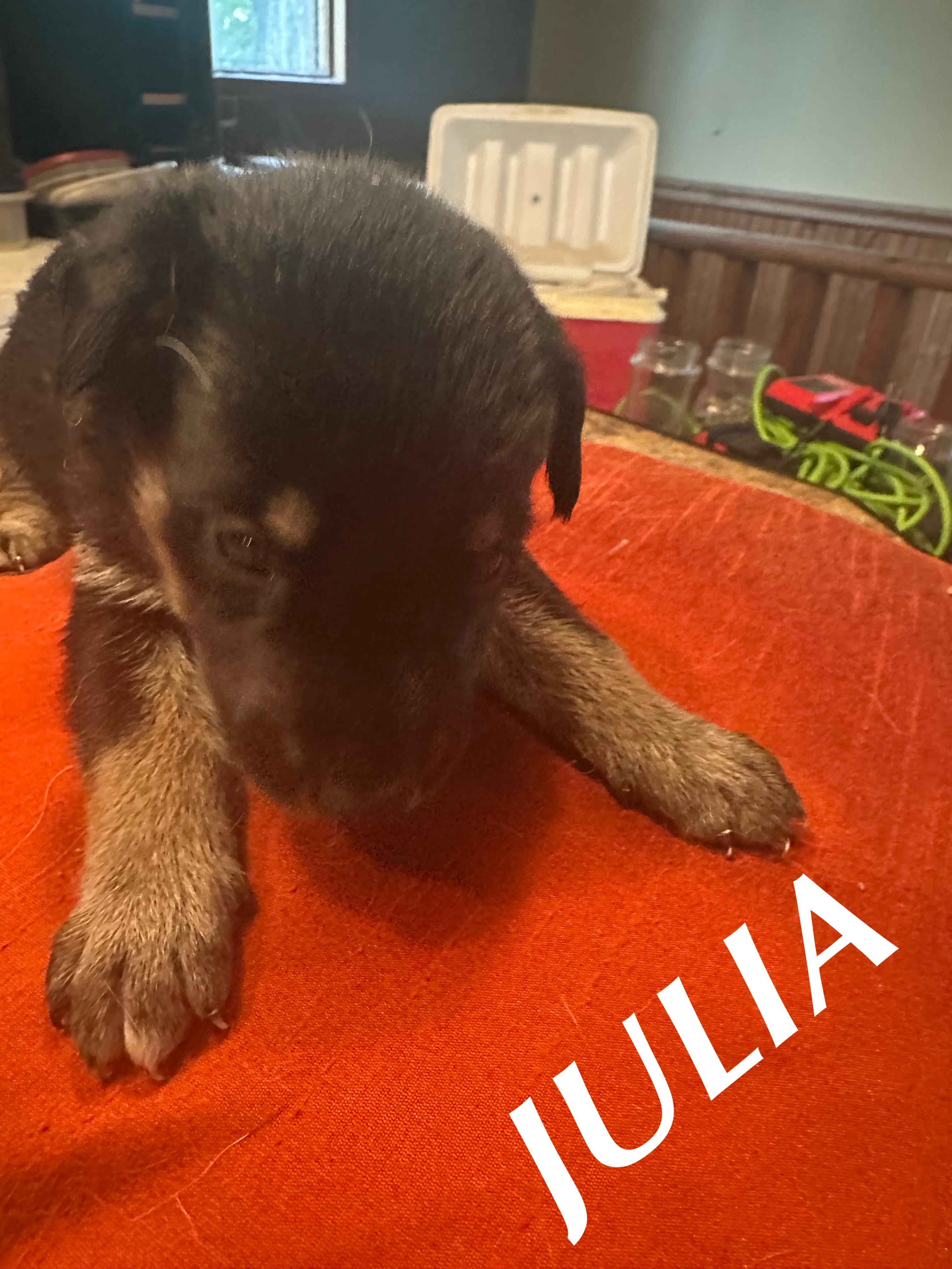 Julia, an adoptable Rottweiler, German Shepherd Dog in Winnipeg, MB, R2C 3A4 | Photo Image 1