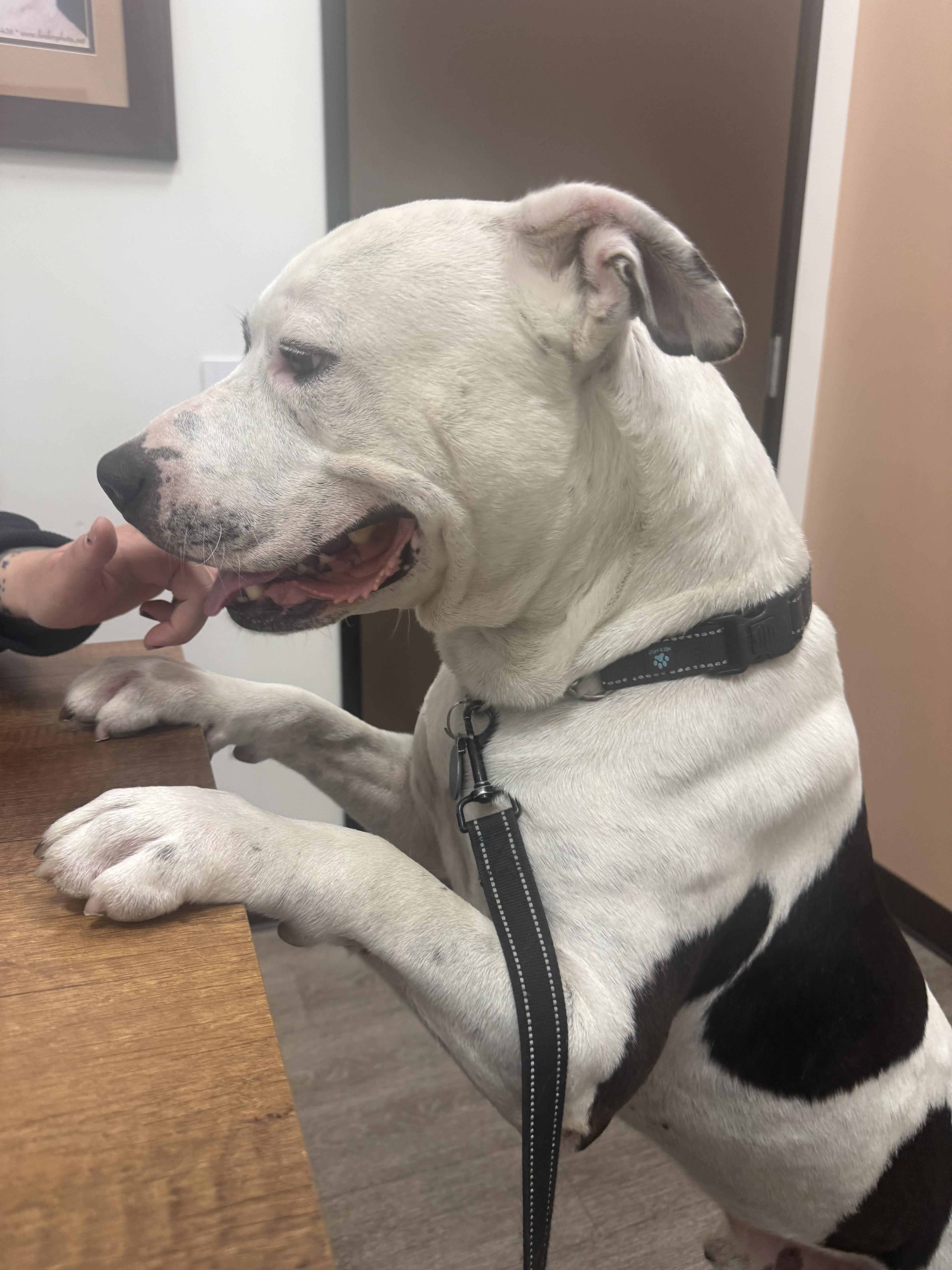Enlarge Bucket , a Adoptable Pit Bull Terrier in Los Angeles , CA image 2/5