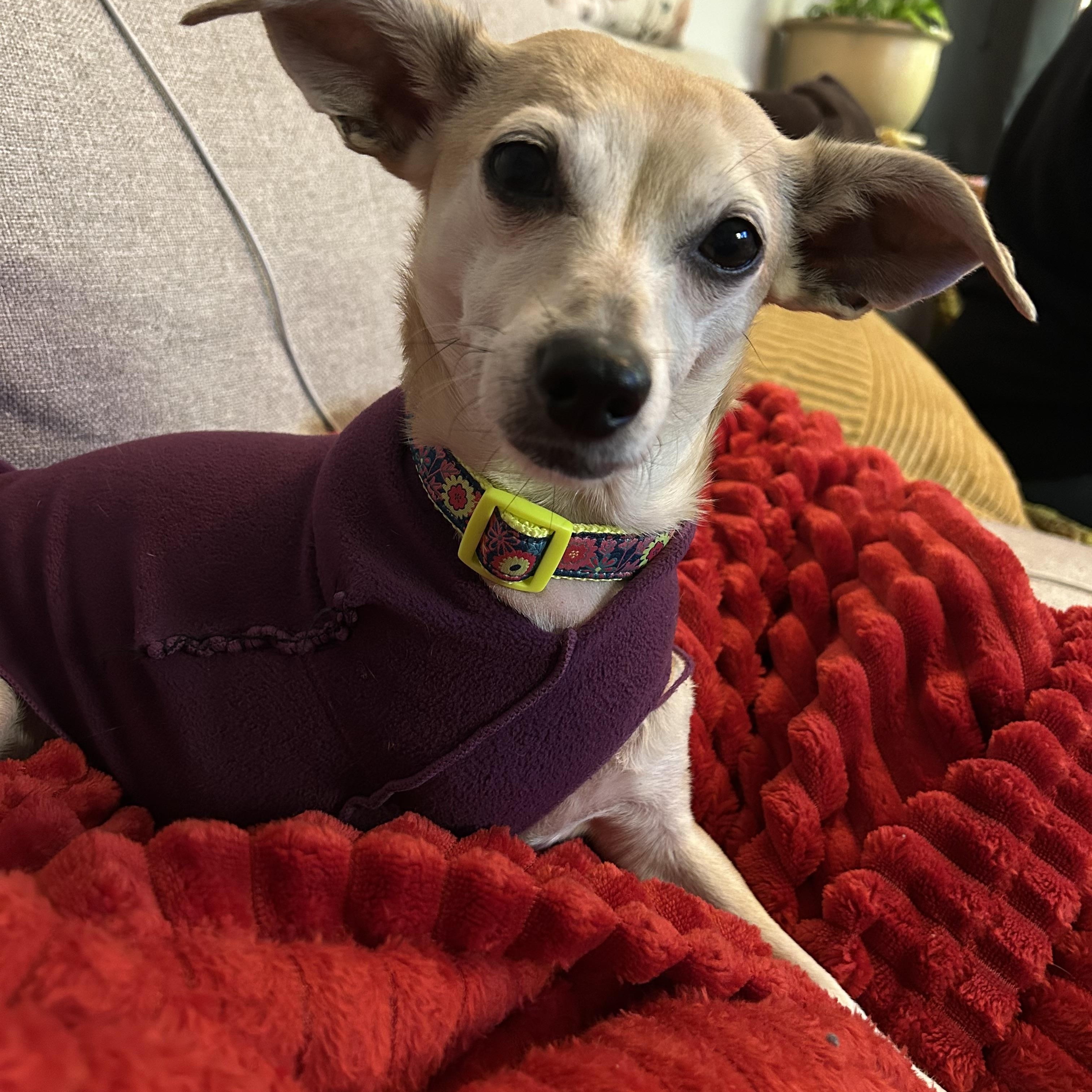 Macy, ADOPTABLE, Senior Female Chihuahua.
