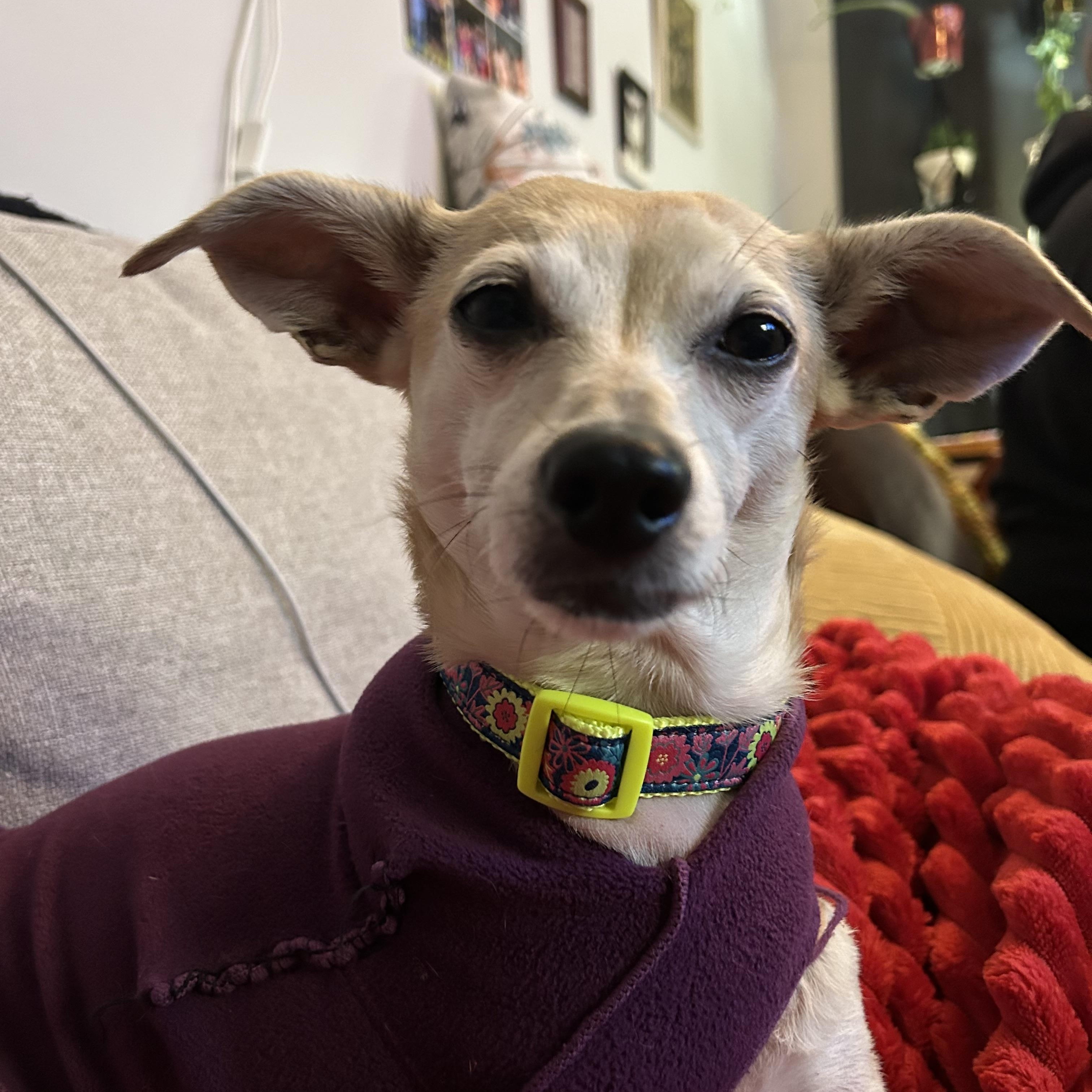 Enlarge Macy, a ADOPTABLE mixed breed in Silvana, WA image 2/4