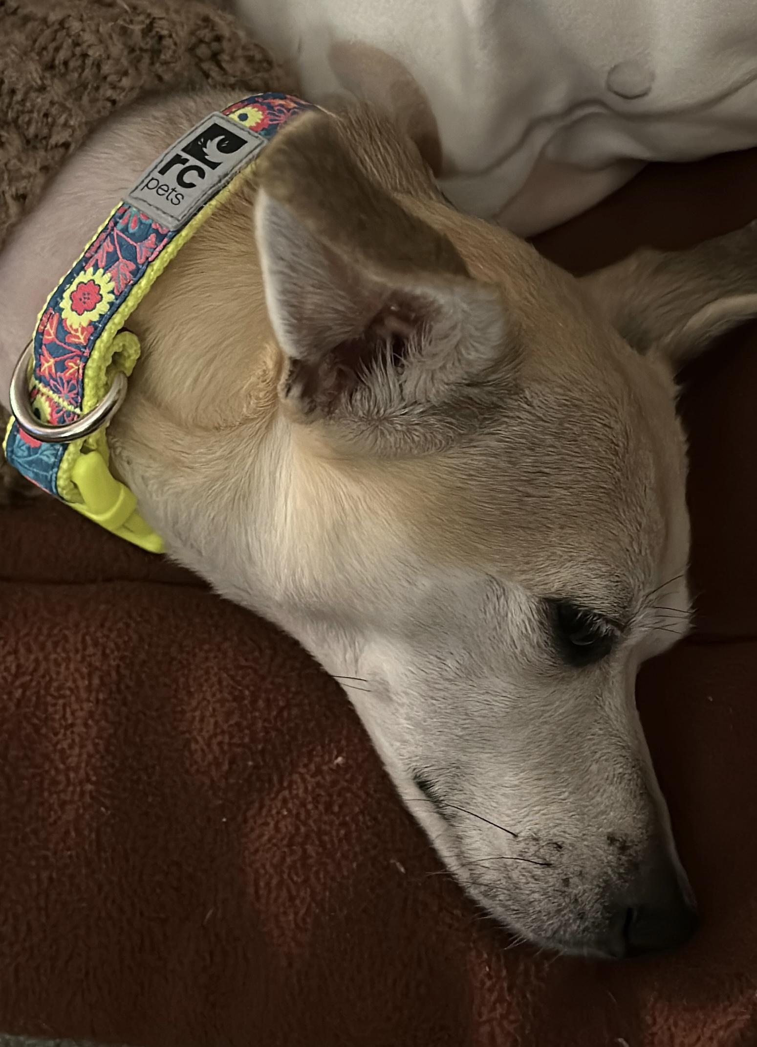 Enlarge Macy, a ADOPTABLE mixed breed in Silvana, WA image 4/4