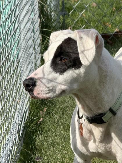 Enlarge Duke, a Adoptable mixed breed in Hamilton, MT image 1/6