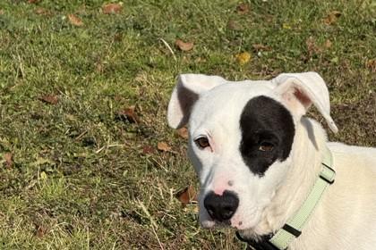 Enlarge Duke, a Adoptable mixed breed in Hamilton, MT image 5/6