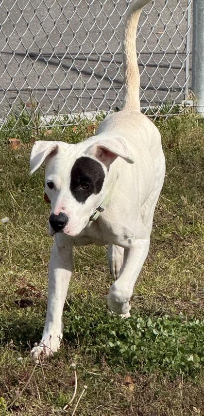 Enlarge Duke, a Adoptable mixed breed in Hamilton, MT image 3/6