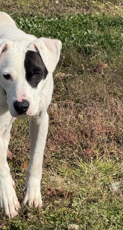 Enlarge Duke, a Adoptable mixed breed in Hamilton, MT image 6/6