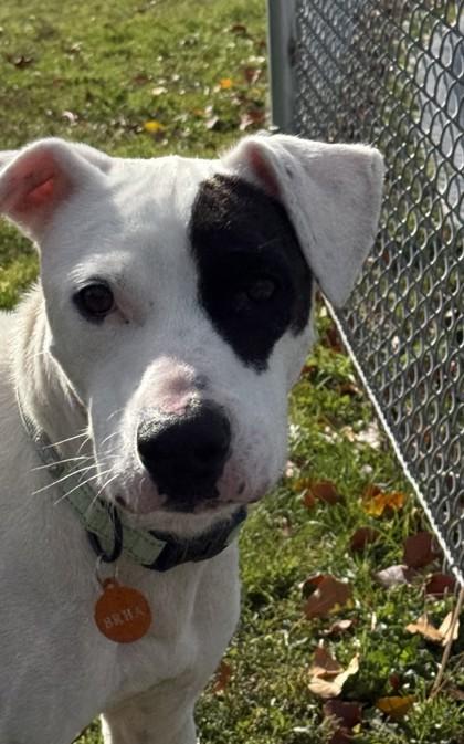 Enlarge Duke, a Adoptable mixed breed in Hamilton, MT image 2/6