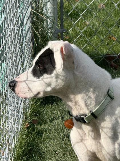 Enlarge Duke, a Adoptable mixed breed in Hamilton, MT image 4/6