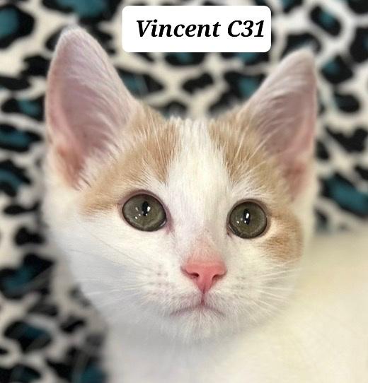 Enlarge Vincent, a ADOPTABLE Domestic Short Hair in Morganton, NC image 1/1