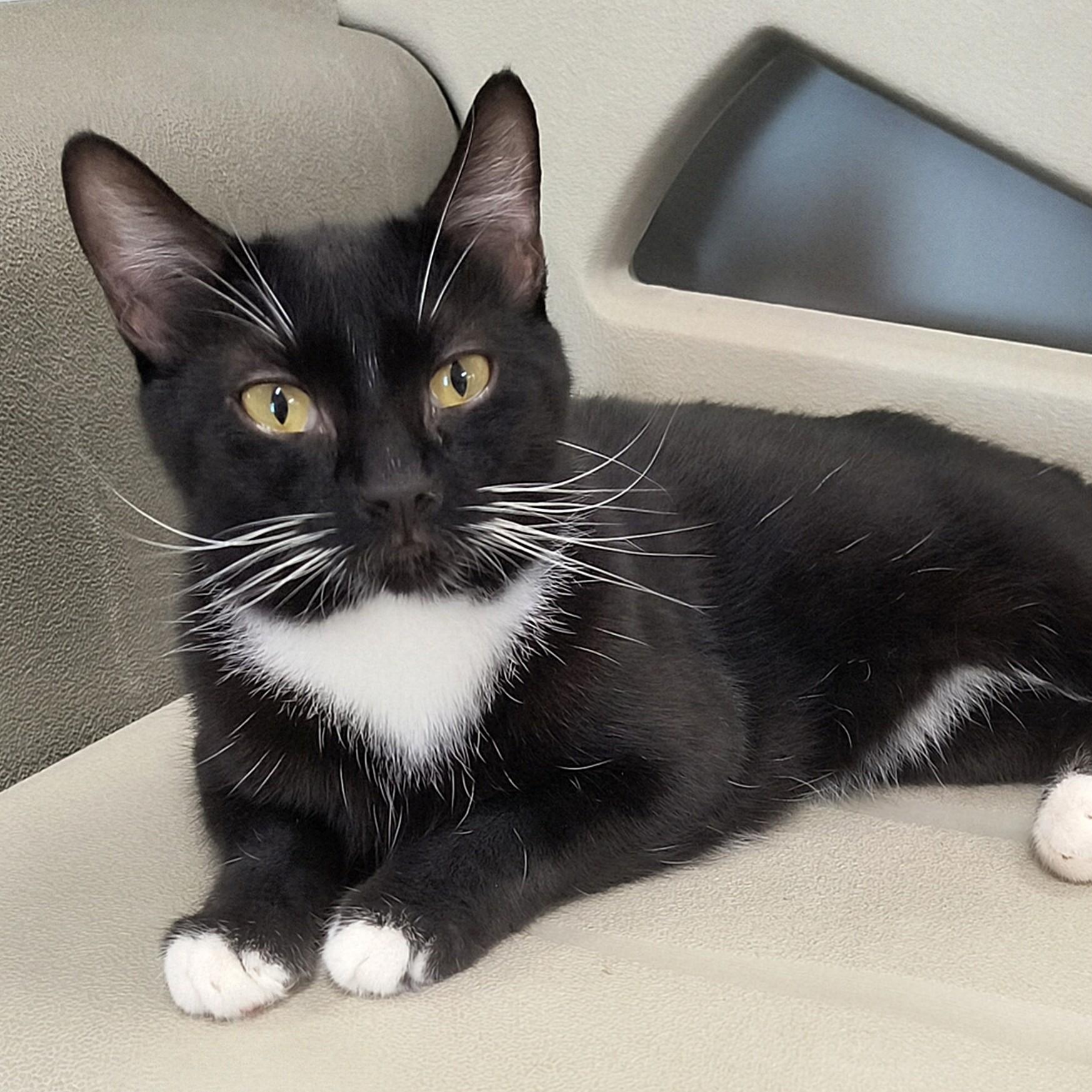 Hank 5693C, a Adoptable Domestic Short Hair in Frankfort, KY image 1/5