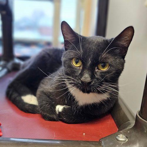 Hank 5693C, Adoptable, Adult Male Domestic Short Hair.