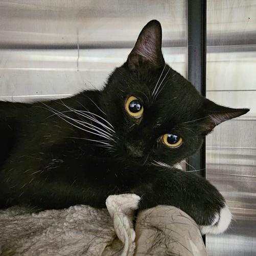 Enlarge Hank 5693C, a Adoptable Domestic Short Hair in Frankfort, KY image 2/5