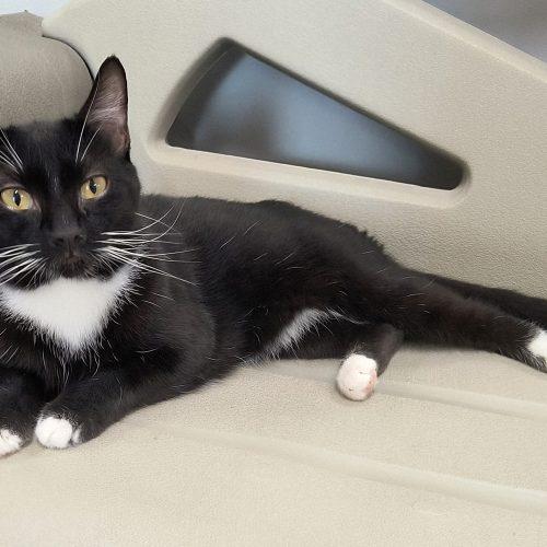 Hank 5693C, a Adoptable Domestic Short Hair in Frankfort, KY image 3/5