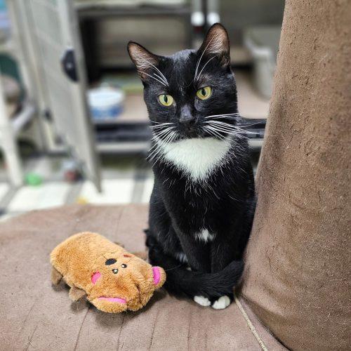 Enlarge Hank 5693C, a Adoptable Domestic Short Hair in Frankfort, KY image 3/6