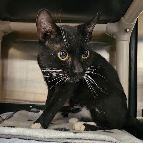 Enlarge Hank 5693C, a Adoptable Domestic Short Hair in Frankfort, KY image 3/5