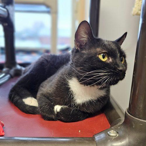 Enlarge Hank 5693C, a Adoptable Domestic Short Hair in Frankfort, KY image 4/5