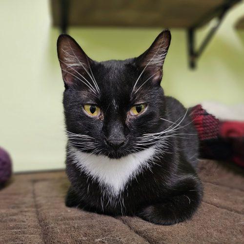Enlarge Hank 5693C, a Adoptable Domestic Short Hair in Frankfort, KY image 4/5