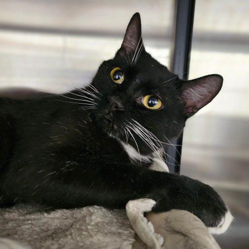 Enlarge Hank 5693C, a Adoptable Domestic Short Hair in Frankfort, KY image 5/5