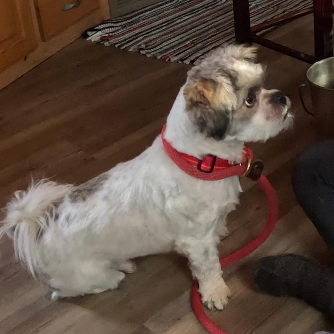 Enlarge Lemon , a ADOPTABLE Lhasa Apso in Hood River, OR image 2/2