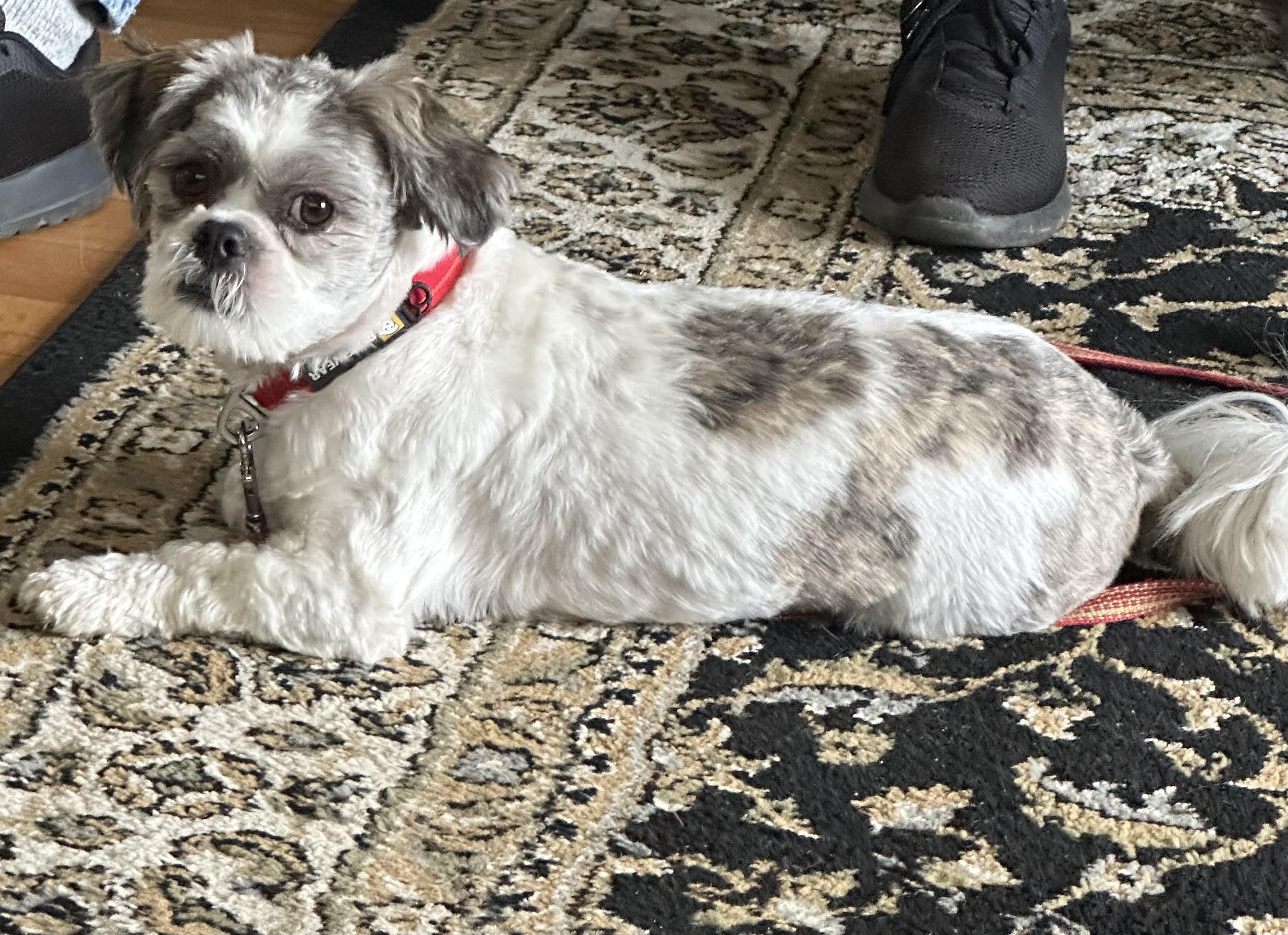 Enlarge Lemon , a ADOPTABLE Lhasa Apso in Hood River, OR image 1/2