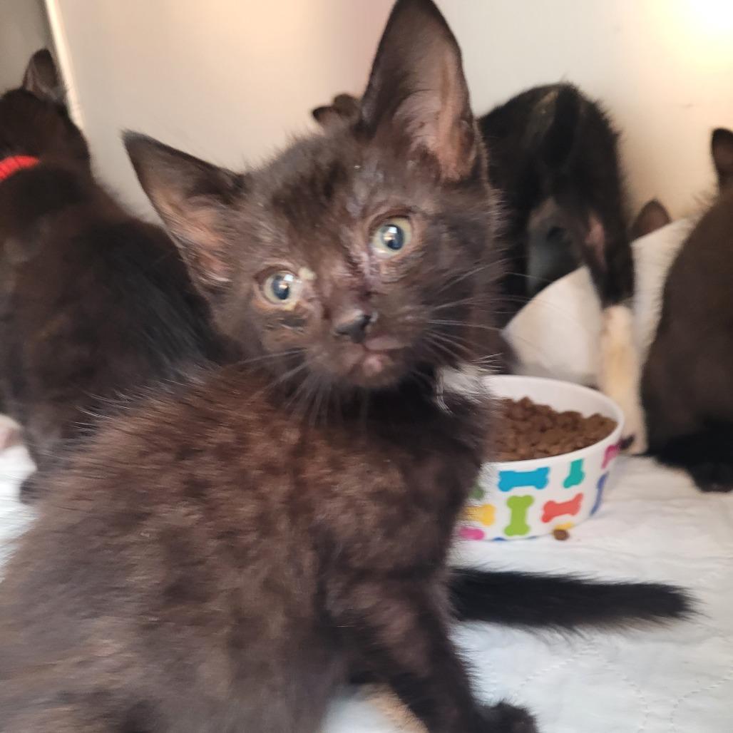 Kit, Adoptable, Kitten Female Domestic Short Hair.